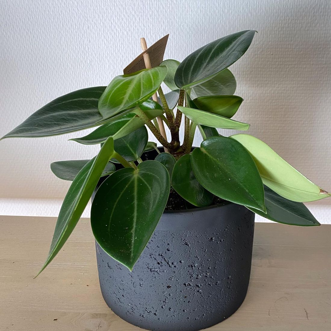 Grønnplante_Høybråten-blomster